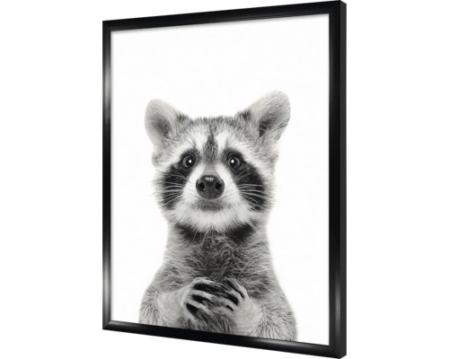 Gerahmtes Schwarzweiß-Poster mit einem Waschbären