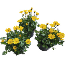 Drei Töpfe mit gelben Margeritenblüten