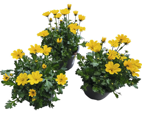 Bidens, Goldmarie FloraSelf Bidens aurea Ø 12 cm Topf