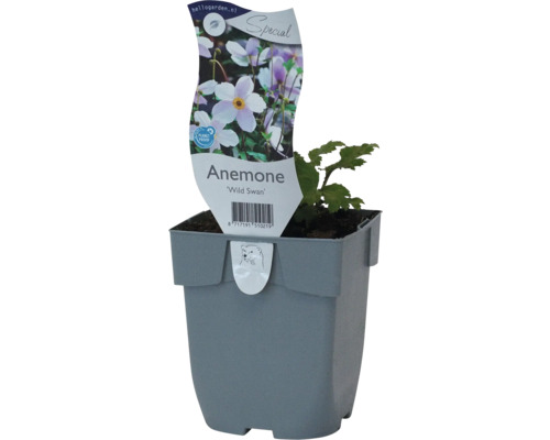 Herbst-Anemone 'Wild Swan' Anemone x cultorum 'Wild Swan' H 5-20 cm Co 0,5 L
