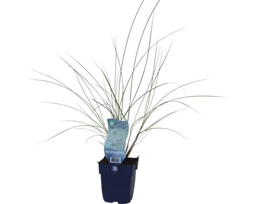 Strandhafer Ammophila arenaria H 5-30 cm Co 0,5 L