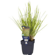 Herbst-Kopfgras im Topf