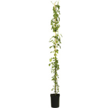 Kletterrose im Topf mit Rankhilfe