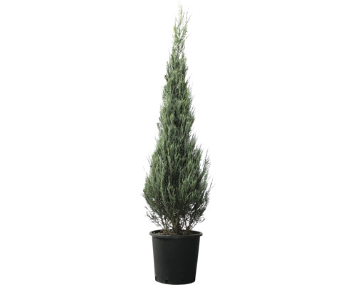 Säulenzypresse in einem Topf