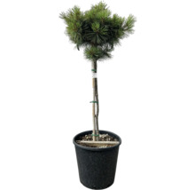 Kiefer Bonsai im Topf