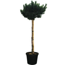 Kiefer Bonsai im Topf