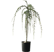 Hängezeder in einem Pflanzgefäß