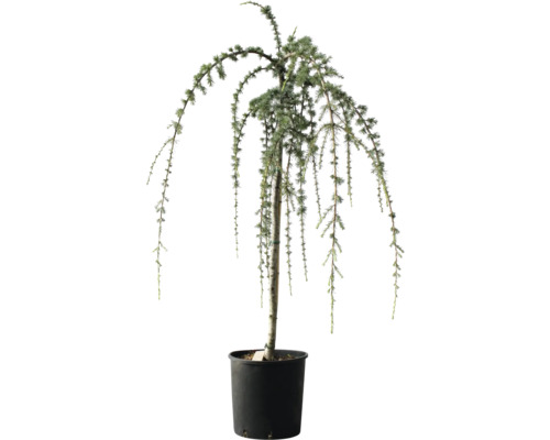 Hängezeder in einem Pflanzgefäß