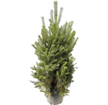 Nordmanntanne im Topf