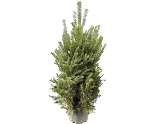 Waldkiefer FloraSelf Pinus sylvestris H ca. 125 cm Co 30 L Nordmanntanne im Topf