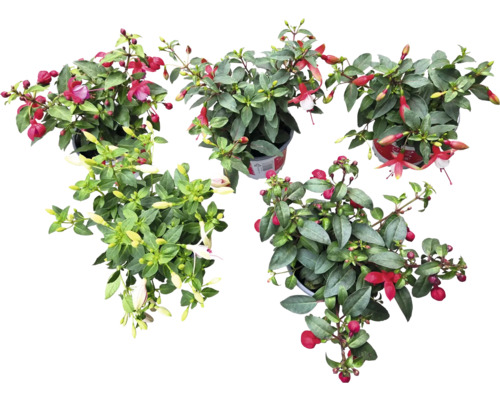 Fuchsien in Töpfen, Ansicht von oben