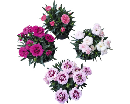 Nelke Mix FloraSelf Dianthus caryophyllus 'Super Trooper' H 15-18 cm Ø 10,5 cm sortiert Verschiedene Nelkenpflanzen in Töpfen von oben betrachtet