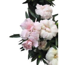Nahaufnahme von rosa und weißen Nelken mit Blättern