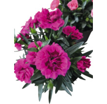 Nelkenblüten mit grünen Blättern