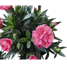 Nelkenpflanze mit grünen Blättern und rosa Blüten
