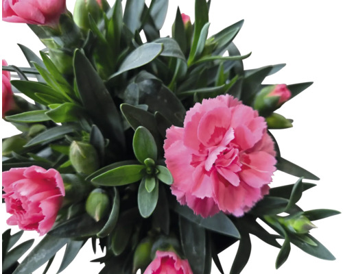 Nelkenpflanze mit grünen Blättern und rosa Blüten