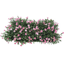 Busch mit rosa Blüten