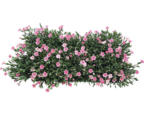 Busch mit rosa Blüten