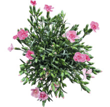 Nelkenpflanze mit rosa Blüten