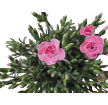 Nahaufnahme einer rosa Nelke mit grünen Blättern