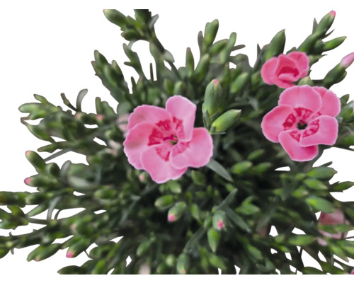 Nahaufnahme einer rosa Nelke mit grünen Blättern