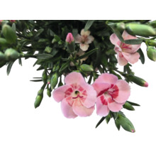 Nelkenblüten mit grünen Blättern