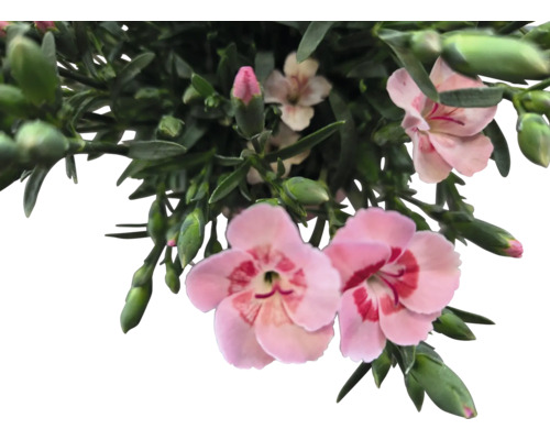 Nelkenblüten mit grünen Blättern