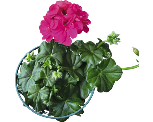 Geranie mit Blüten im Topf