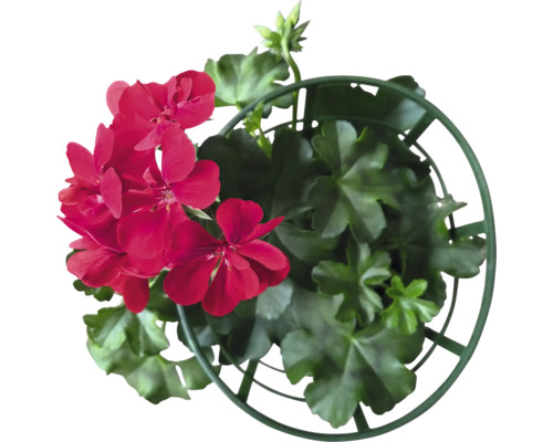 Geranie im Topf mit Rankhilfe