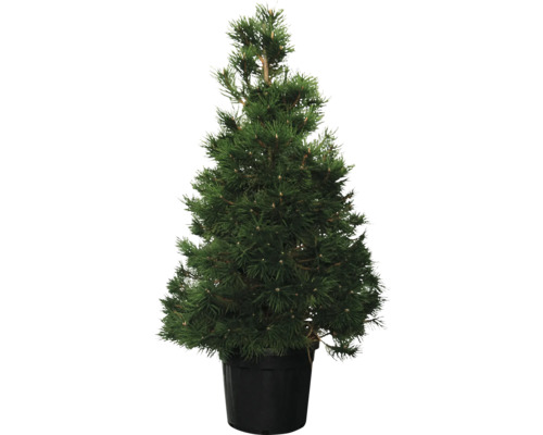 Schwarzkiefer Busch FloraSelf Pinus nigra H ca. 125 cm Co 30 L Topfkiefer im Topf