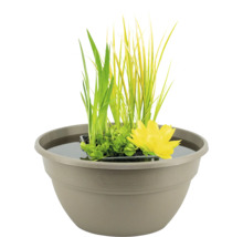 Bepflanzte Pflanzschale mit Wasserpflanzen und gelber Blüte