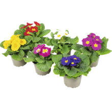 Verschiedenfarbige Topfprimeln mit grünen Blättern in Töpfen