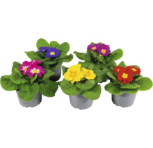 Verschiedenfarbige Primeln im Topf