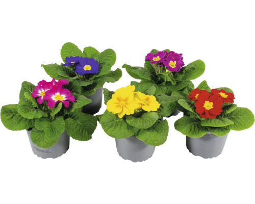 Verschiedenfarbige Primeln im Topf