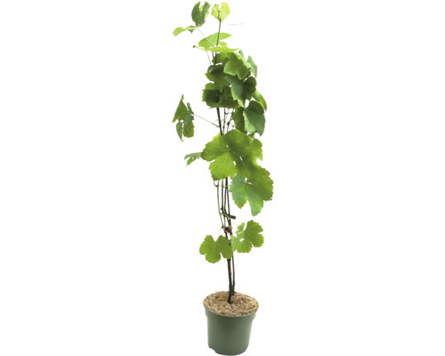 Weinrebe im Topf mit grünen Blättern