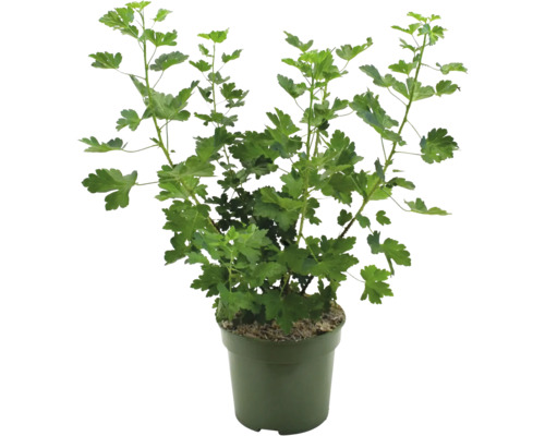 Goldjohannisbeere im Topf