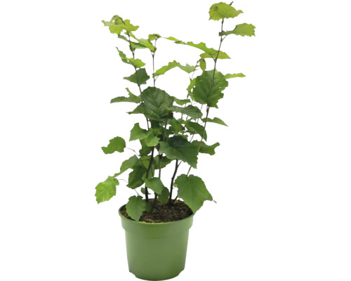 Haselnusspflanze im Topf