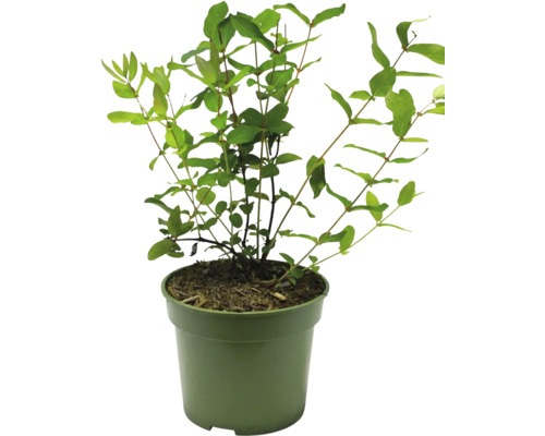 Pflanze im Topf für den Innenbereich