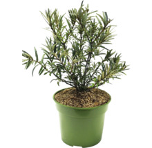 Sanddorn im Topf für den Garten