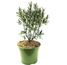 Olivenbaum im Topf