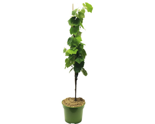 Weinrebe im Topf mit Stützstab