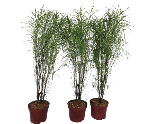Drei schlanke Bambuspflanzen in Pflanzgefäßen