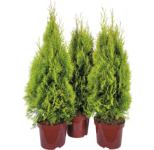Drei Thuja-Pflanzen im Topf