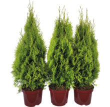 Drei Thuja-Pflanzen in Töpfen