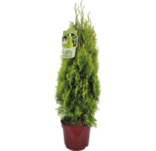 Lebensbaum Thuja occidentalis im Topf