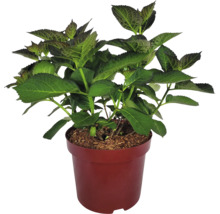 Hortensie im Topf