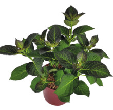Hortensie im Topf mit grünen Blättern