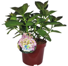Hortensie im Topf mit ''Stars of Nature''-Etikett