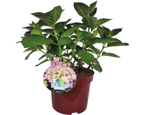 Hortensie im Topf mit ''Stars of Nature''-Etikett
