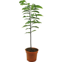 Junger Avocado Baum im Topf mit grünen Blättern.